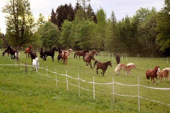 Pferde auf der Weide