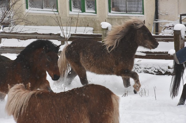 Auch die Pferde freuen sich auf den Winter